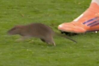 Pays de Galles – Belgique match interrompu… à cause d’un rat