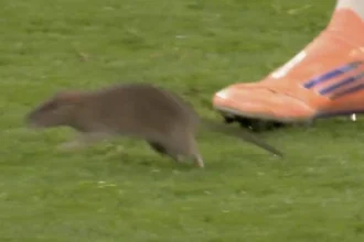 Pays de Galles – Belgique match interrompu… à cause d’un rat