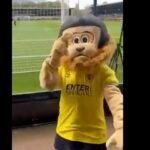 VIDEO. La mascotte de St Albans était... ivre
